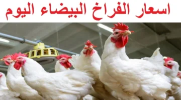 استقرار نسبي.. بورصة الدواجن اليوم أسعار الفراخ البيضاء الأربعاء 10 ديسمبر 2025 في الأسواق المحلية